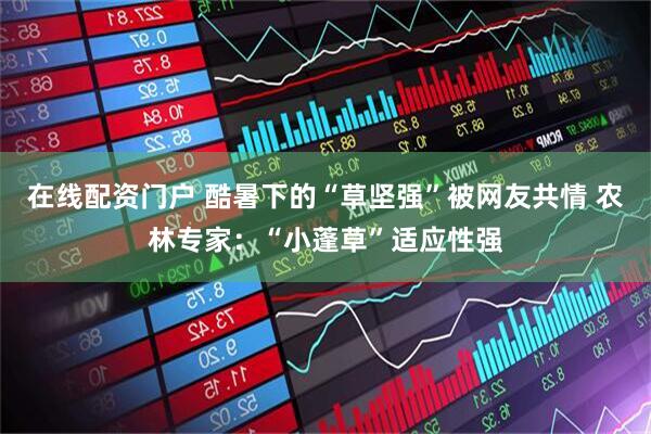 在线配资门户 酷暑下的“草坚强”被网友共情 农林专家：“小蓬草”适应性强